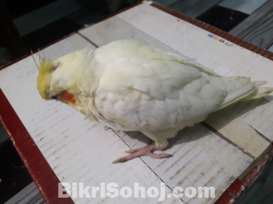 Cockatiel tame baby